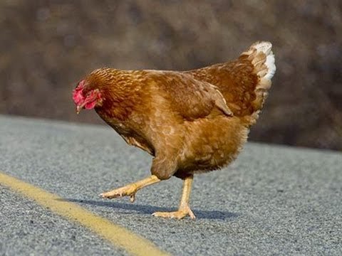 Introduction to chicken road 2 demo