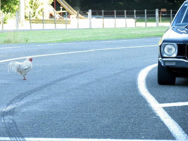 Chicken road casino, chicken road slot