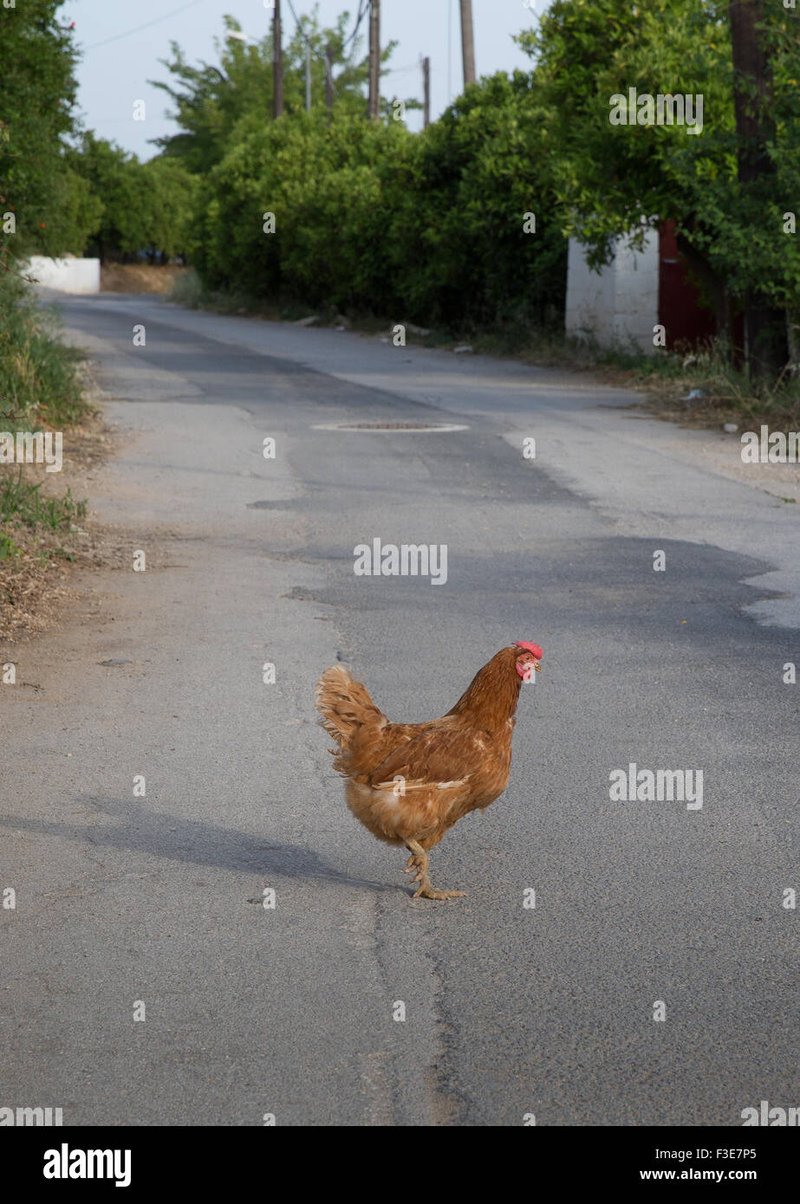 France - chicken road jeu